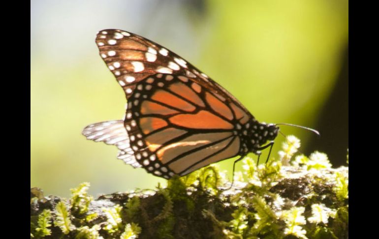 Las mariposas viajan miles de kilometros para huir del frío de los bosques norteamericanos. EFE  /