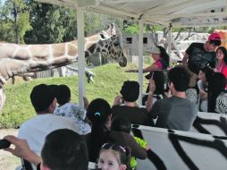 El Safari Masai Mara del Zoológico Guadalajara tiene a una jirafa que no duda en acercarse al camión que recorre la zona.  /