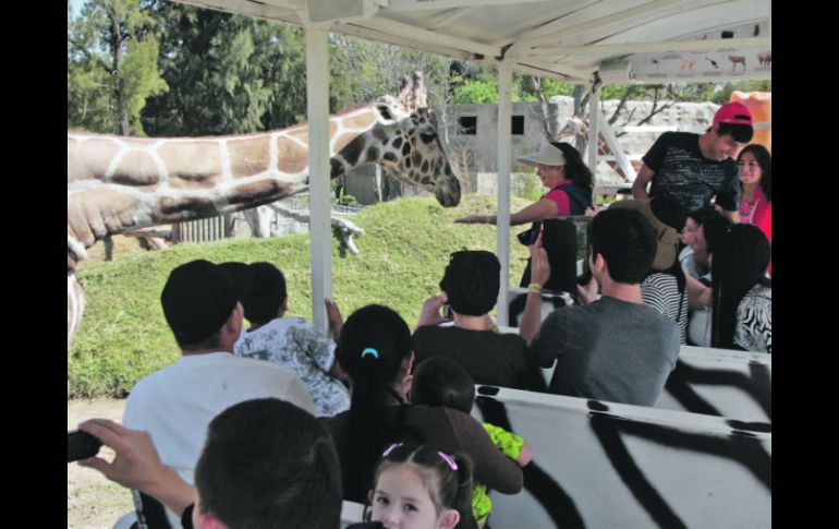 El Safari Masai Mara del Zoológico Guadalajara tiene a una jirafa que no duda en acercarse al camión que recorre la zona.  /