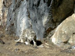 Se colocaron cámaras fijas ocultas para constatar la biodiversidad  que existe en el Parque Centenario Wangchuck. EFE  /