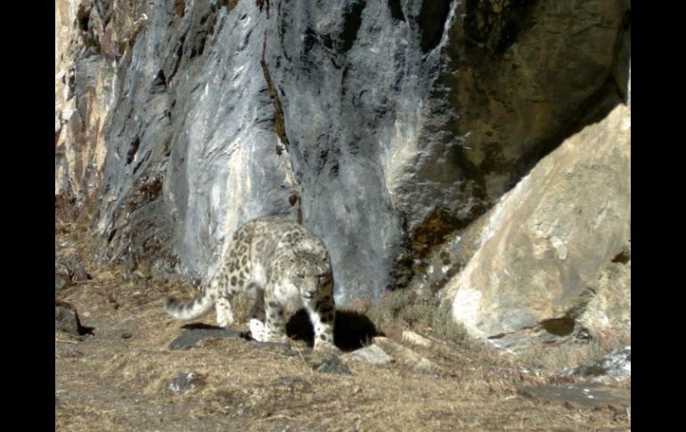 Se colocaron cámaras fijas ocultas para constatar la biodiversidad  que existe en el Parque Centenario Wangchuck. EFE  /