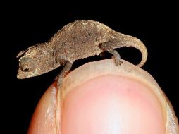 Un 'Brookesia micra' en toda su gran pequeñez. ESPECIAL  /