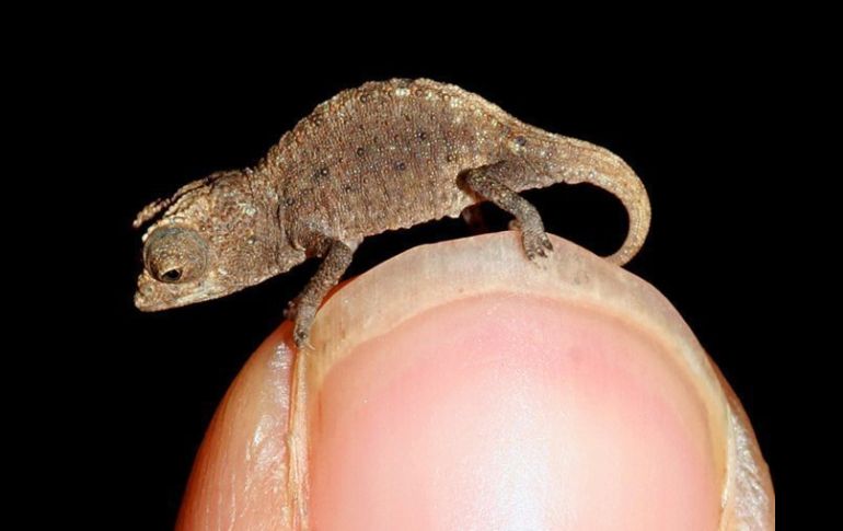 Un 'Brookesia micra' en toda su gran pequeñez. ESPECIAL  /