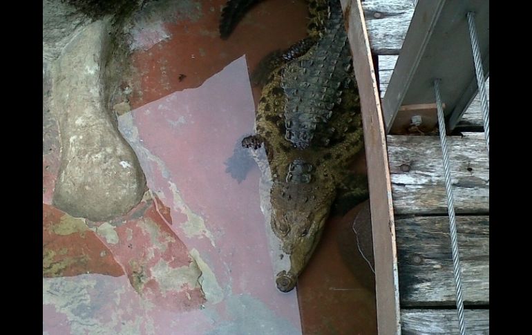 El entorno de 'Chuy' cambia radicalmente en las instalaciones del herpetario.  /