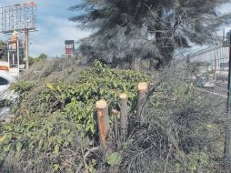 Tlaquepaque dice que la poda ilegal de las casuarinas fue hecha por personas con ''destreza'' en el manejo de una sierra.  /