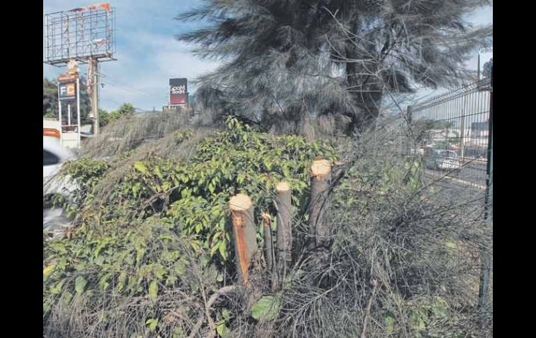 Tlaquepaque dice que la poda ilegal de las casuarinas fue hecha por personas con ''destreza'' en el manejo de una sierra.  /