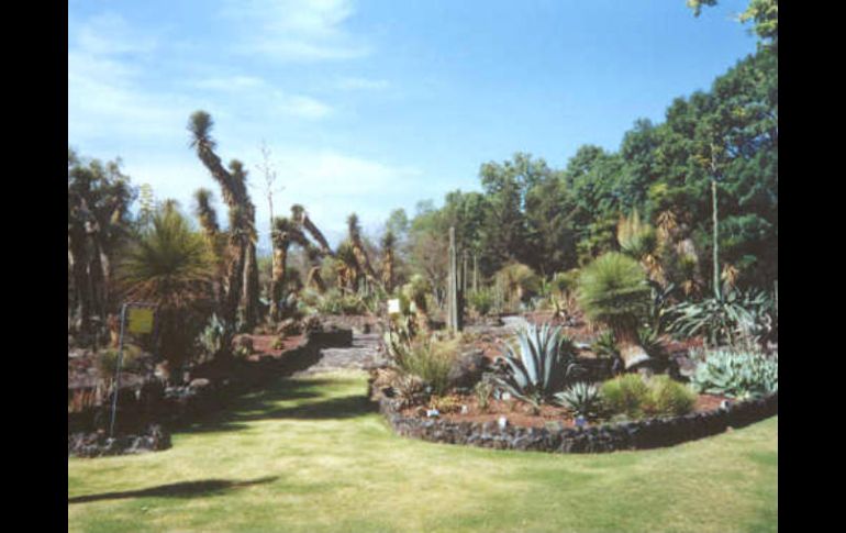 La exposición reúne a las plantas y al artes a través de acuarelas. ESPECIAL  /