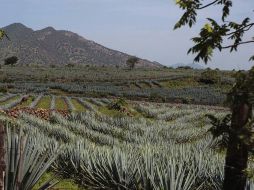 Orendain Giovannini, dijo que buscarán protección al término agave ante la IMPI. ARCHIVO  /