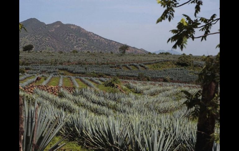 Orendain Giovannini, dijo que buscarán protección al término agave ante la IMPI. ARCHIVO  /