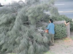 Empleados municipales retiraron ayer los restos de las casuarinas.  /