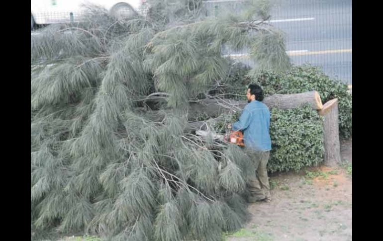 Empleados municipales retiraron ayer los restos de las casuarinas.  /