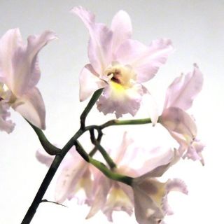 Costa Rica reunirá casi dos mil especies de orquídeas en una gran exposición