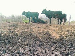 La sequía ha causado daños en más de 45 mil hectáreas de cultivos agrícolas y de 11 mil 400 reses muertas por falta de forrajes. NTX  /