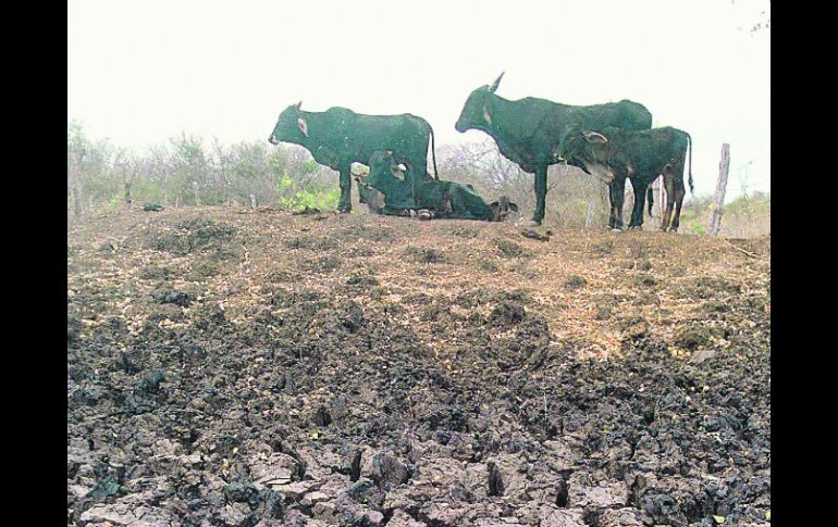 La sequía ha causado daños en más de 45 mil hectáreas de cultivos agrícolas y de 11 mil 400 reses muertas por falta de forrajes. NTX  /