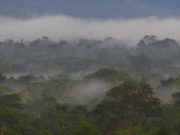 De no revertir daños en 30 a 50 años el planeta podría sufrir consecuencias como la desaparición de la selva del Amazonas. EFE  /