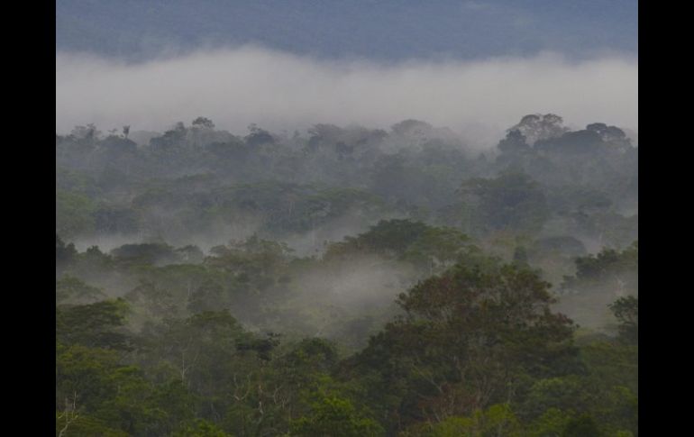 De no revertir daños en 30 a 50 años el planeta podría sufrir consecuencias como la desaparición de la selva del Amazonas. EFE  /