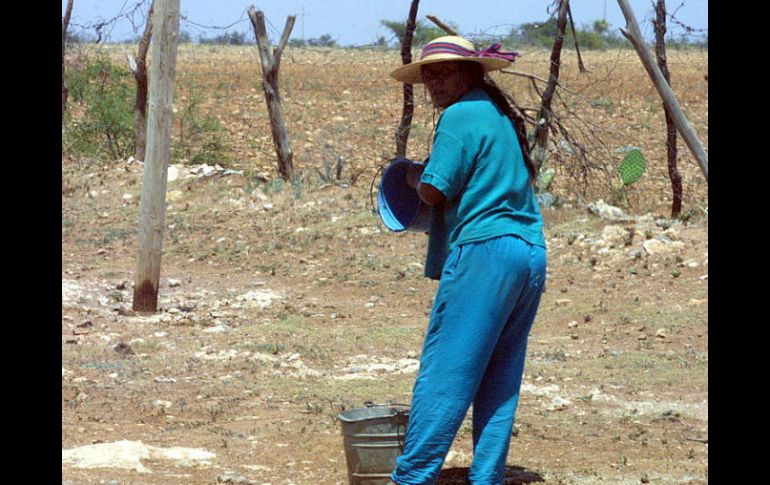 La Sagarpa cuenta con bolsa de subsidios que suponen abatir entre 30 y 50 por ciento del costo de proyectos. ARCHIVO  /