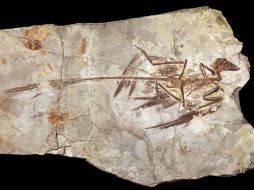 El estudio se basó en un fósil de microraptor encontrado en 2010 en el noreste de China. AP  /