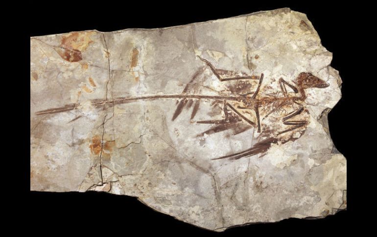 El estudio se basó en un fósil de microraptor encontrado en 2010 en el noreste de China. AP  /