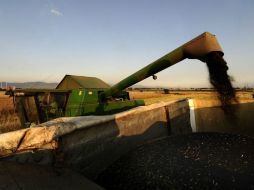 Los bioenergéticos son renovables que deben provenir de materias primas principalmente agrícolas o acuícolas. ARCHIVO  /