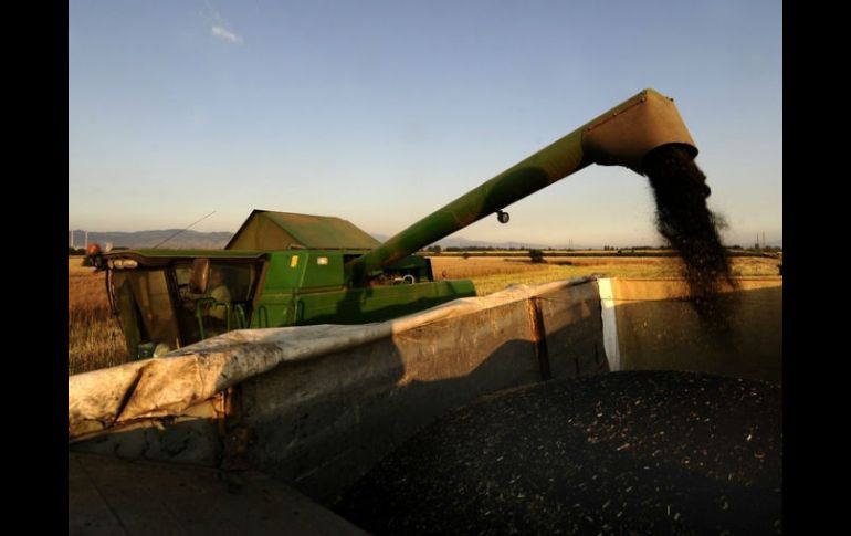 Los bioenergéticos son renovables que deben provenir de materias primas principalmente agrícolas o acuícolas. ARCHIVO  /