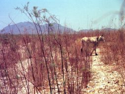 Con el aumento de las temperaturas, el sector ganadero será uno de los más afectados por la sequía. ARCHIVO  /