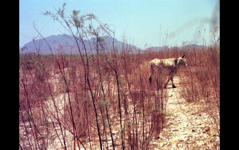 Con el aumento de las temperaturas, el sector ganadero será uno de los más afectados por la sequía. ARCHIVO  /