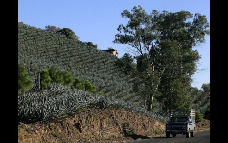 Actualmente se encuentra impugnado el establecimiento del basurero por la vía jurídica. ARCHIVO  /