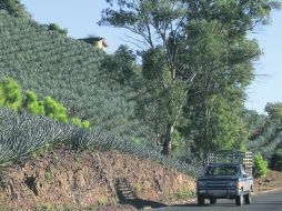 Parte de la ruta del Paisaje Agavero. Ocho municipios integran esta región turística  /