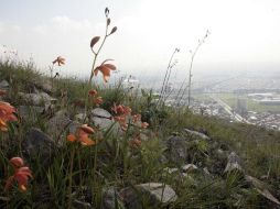 Según la Semarnat el proyecto del Macrolibramiento respetará la zona portegida del Bosque de la Primavera. ARCHIVO  /