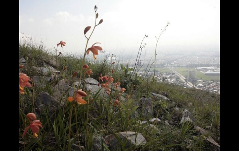 Según la Semarnat el proyecto del Macrolibramiento respetará la zona portegida del Bosque de la Primavera. ARCHIVO  /