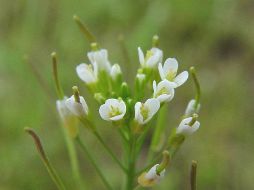 ''Arabidopsis thaliana, una flor de la cual se conocía bien la secuencia genética. ESPECIAL  /