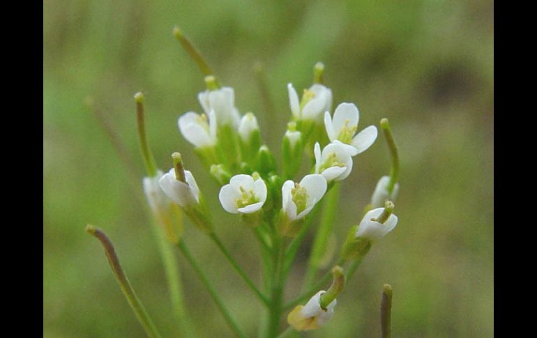 ''Arabidopsis thaliana, una flor de la cual se conocía bien la secuencia genética. ESPECIAL  /