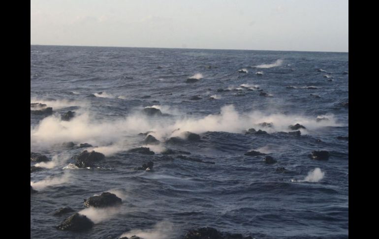 Proponen crear un fondo a beneficio de la conservación de especies vivas en el mar. ARCHIVO  /