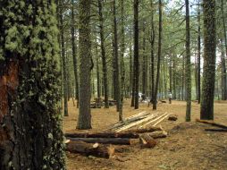 La extención de bosques en Estados Unidos disminuirá en 45 mil kilomentros de 2006 a 2030. ARCHIVO  /