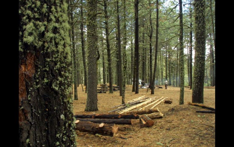 La extención de bosques en Estados Unidos disminuirá en 45 mil kilomentros de 2006 a 2030. ARCHIVO  /