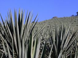 El propósito de proteger el vocablo agave sigue bajo análisis. ARCHIVO  /