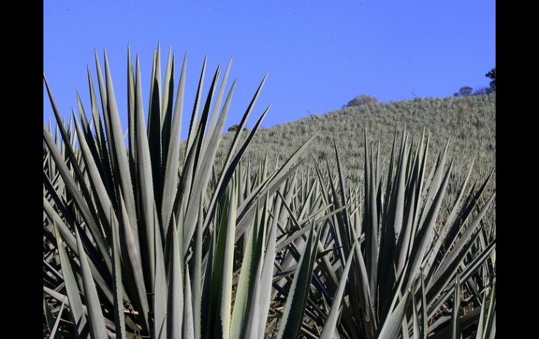 El propósito de proteger el vocablo agave sigue bajo análisis. ARCHIVO  /