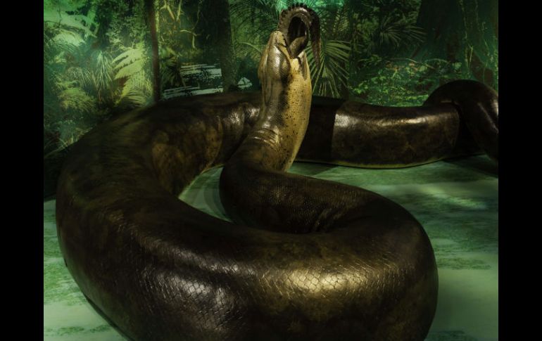 La Titanoboa vivió en la selva tropical hace 58 millones de años. EFE  /