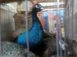 Durante las indagatorias los agentes de la Procuraduría del Estado recuperaron las aves. ARCHIVO  /