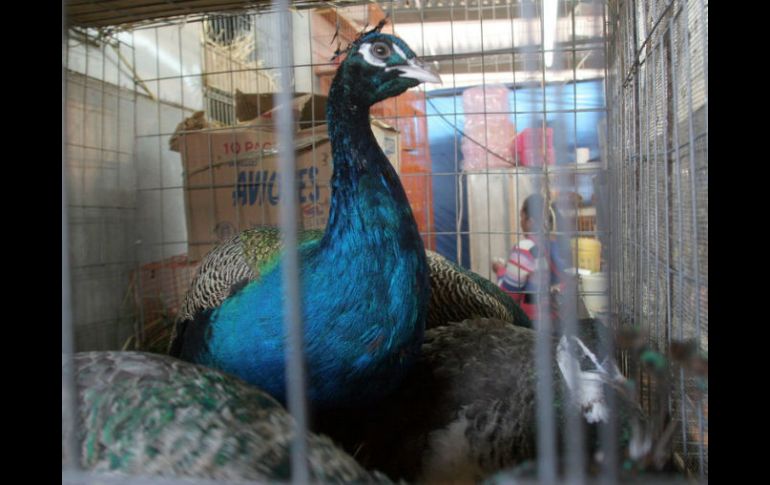 Durante las indagatorias los agentes de la Procuraduría del Estado recuperaron las aves. ARCHIVO  /