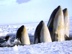 'Frozen Planet' busca generar conciencia sobre los cambios ambientales. ARCHIVO  /