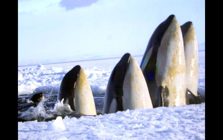 'Frozen Planet' busca generar conciencia sobre los cambios ambientales. ARCHIVO  /