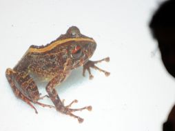 Una de las dos especies de batracios encontrados en el bosque de Leyte. AFP  /