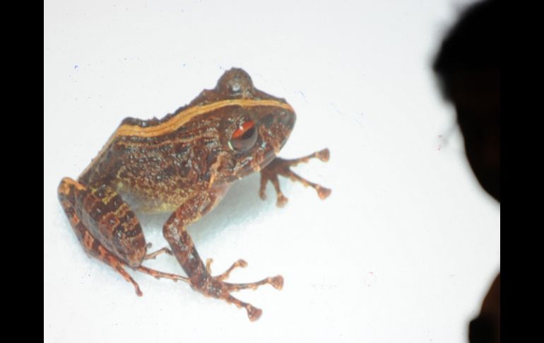 Una de las dos especies de batracios encontrados en el bosque de Leyte. AFP  /