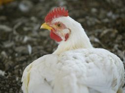 Una gallina en Sri Lanka defendió con su vida la teoría de que 'primero fue la gallina que el huevo'. ARCHIVO  /