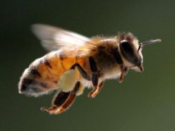 El estudio demuestra que los conceptos abstractos tienen cabida en el cerebro de insectos como las abejas. EFE  /