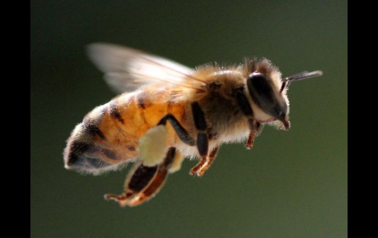 El estudio demuestra que los conceptos abstractos tienen cabida en el cerebro de insectos como las abejas. EFE  /