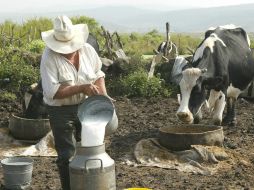 El sector lechero pide que se le pague lo justo por su trabajo y exhiben que la leche en polvo genera una competencia desleal. ARCHIVO  /