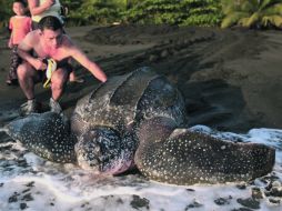 Un voluntario ayuda a una tortuga baula a volver al mar tras desovar en un refugio de vida silvestre. EFE  /